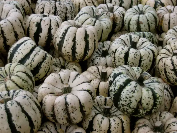 Un tas de courges patidou, blanches et vertes, prêtes pour l'automne.